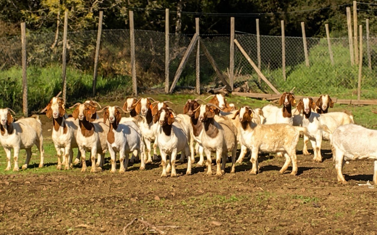 Rebaño de cabras en el Fundo San Cristóbal, MARQUEN Orgánico