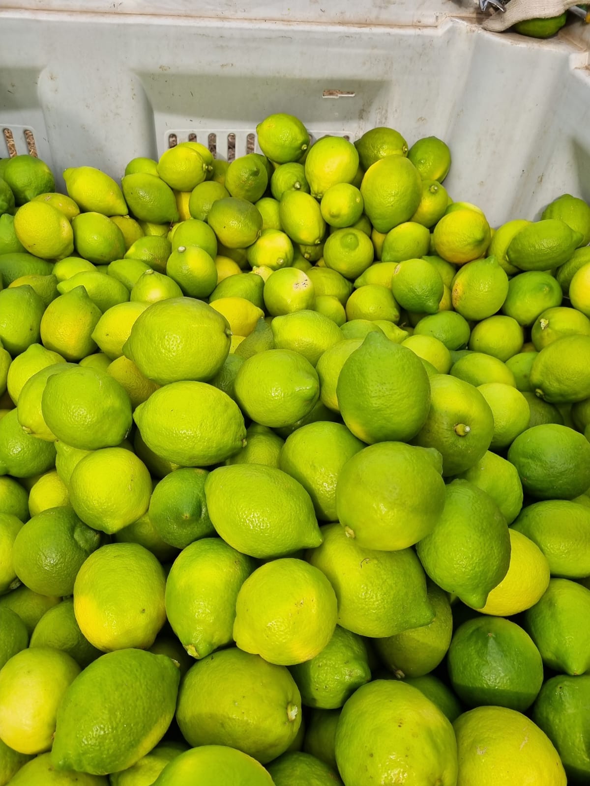 Cosecha de limones Eureka en bin de exportación