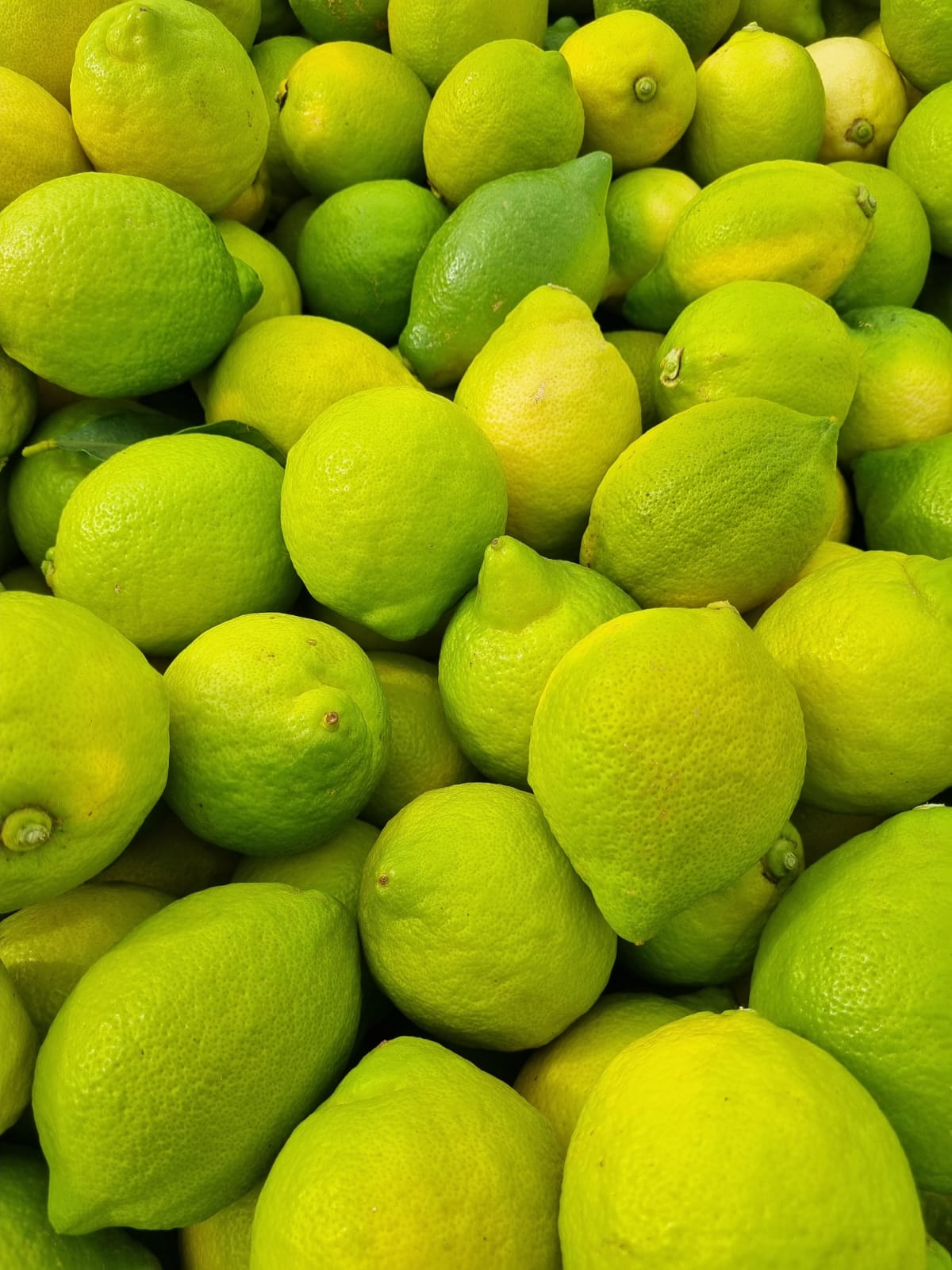Cosecha de limones Eureka en bin de exportación