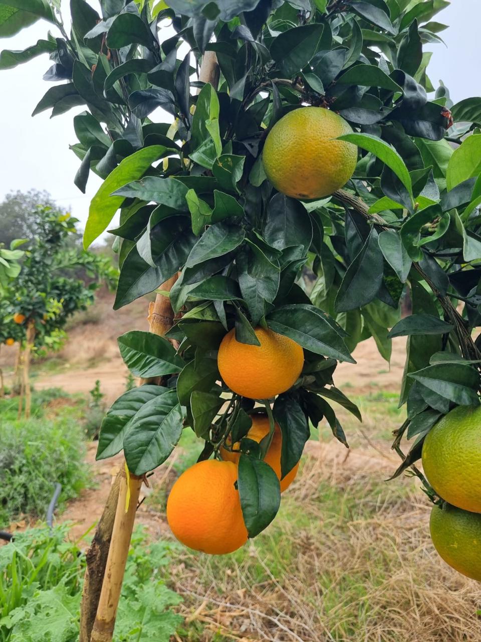 Naranjas orgánicas en el Fundo San Cristóbal