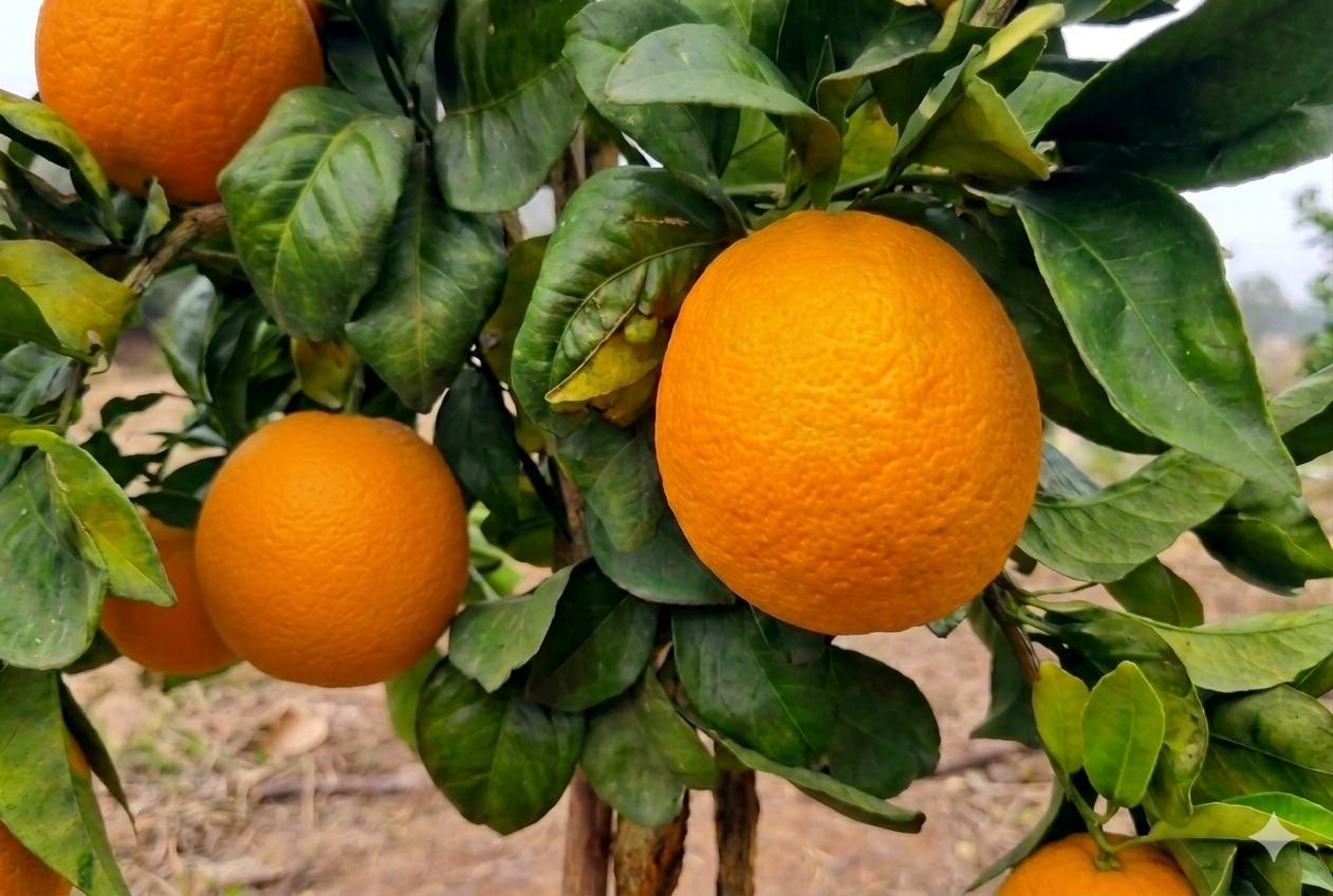 Naranja Fujimoto