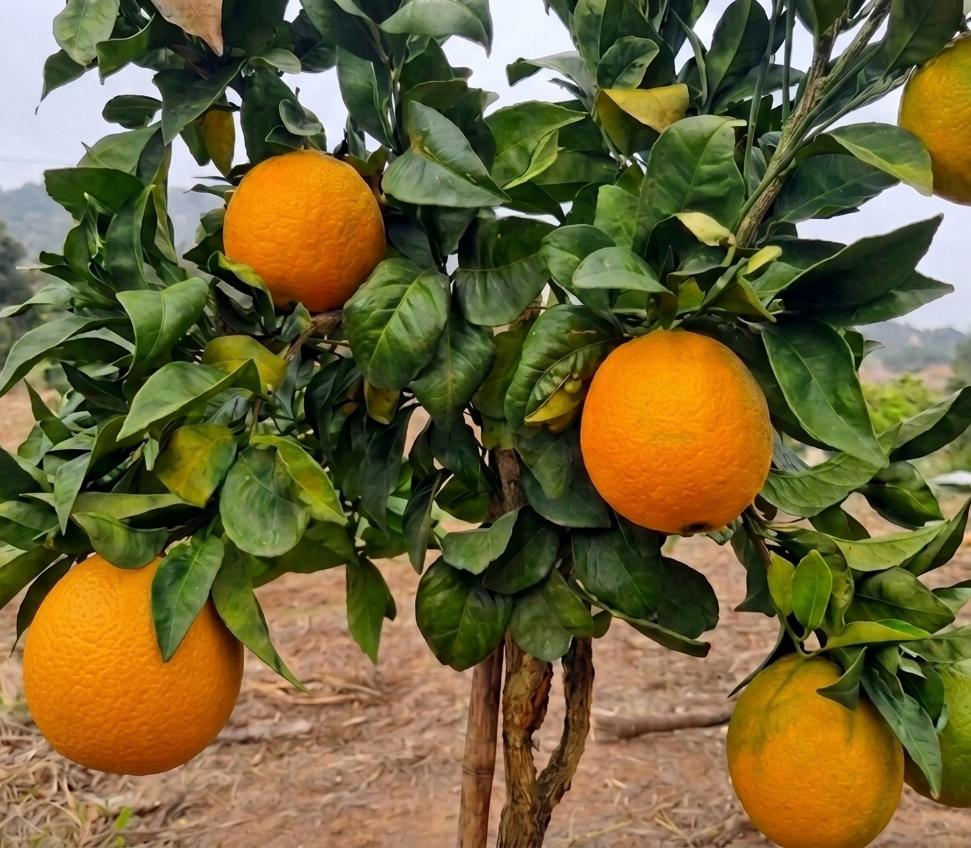 Cosecha de naranjas Fujimoto en el fundo