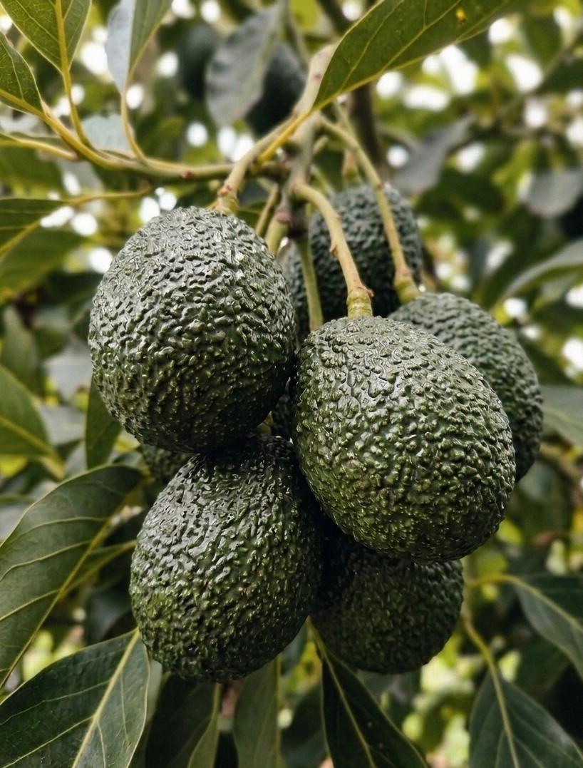 Palta Hass