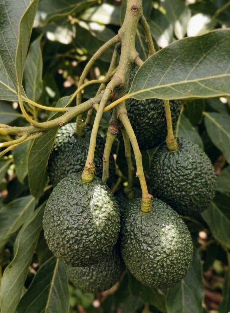 Palta Hass