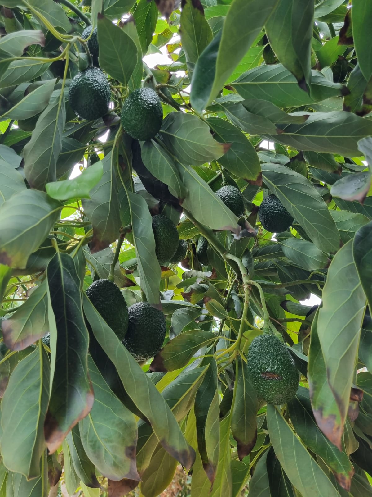 Palta Hass orgánica MARQUEN, vista del árbol