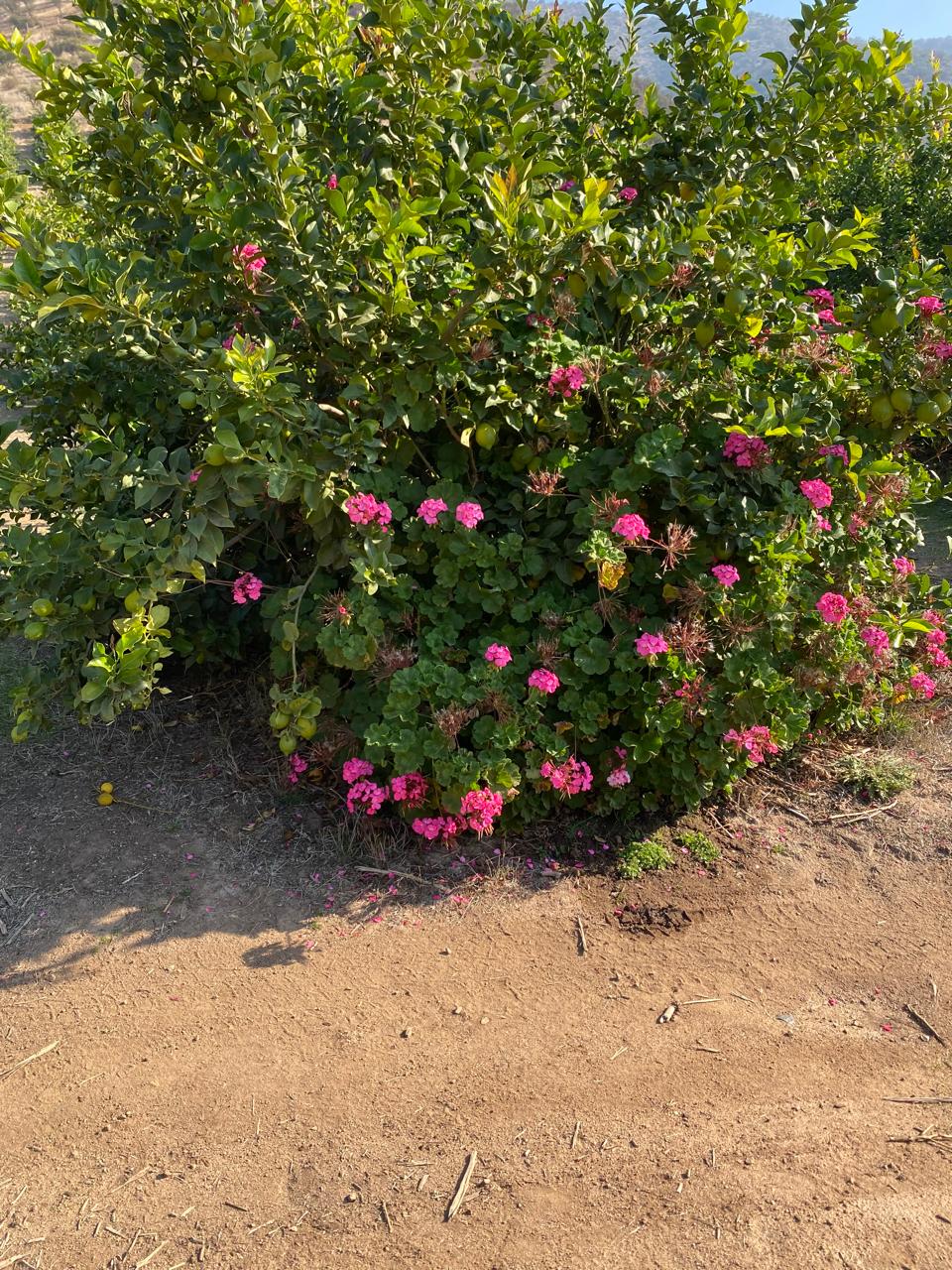 Flora nativa y flores en el Fundo San Cristóbal, MARQUEN Orgánico