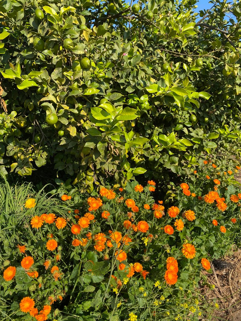 Flores silvestres bajo el huerto, MARQUEN Orgánico